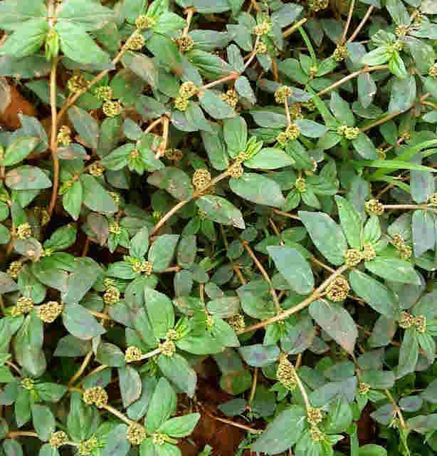 Cỏ[-]sữa[-]trị[-]rối[-]loạn[-]tiêu[-]hóa